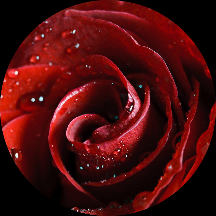 rossee_aghaee6932